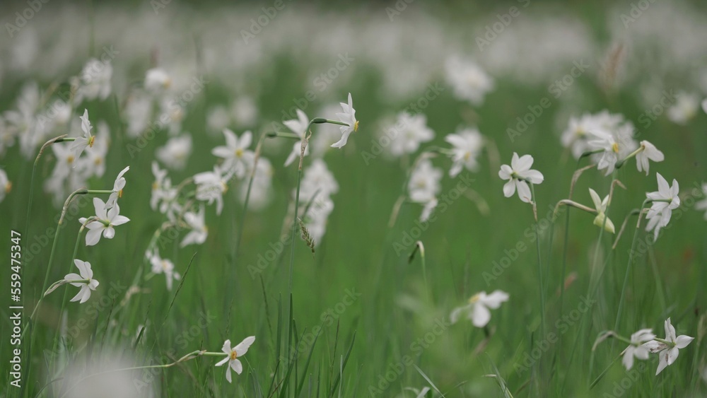 Many white daffodil (Narcissus sp) flowers blooming in the wild meadow