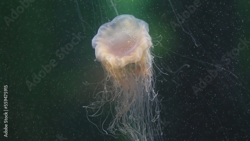 Dwarf lion's mane jellyfish (Cyanea versicolor) elegant swimming
