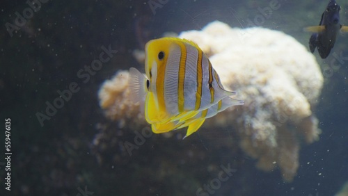 Cooperband butterflyfish (Chelmon rostratus) pair swim together among other fish photo
