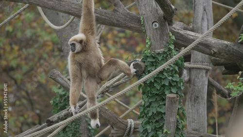 Valokuva White-handed gibbon (Hylobates lar) acrobatics in the trees at zoo