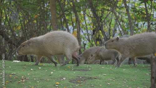 Greater capybaras  Hydrochoerus hydrochaeris  walking on green grass