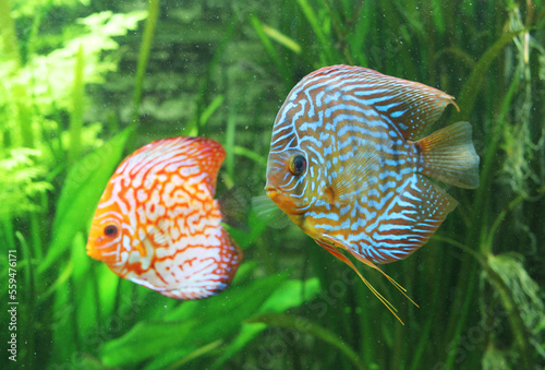 Discus exotic colorful fish couple
