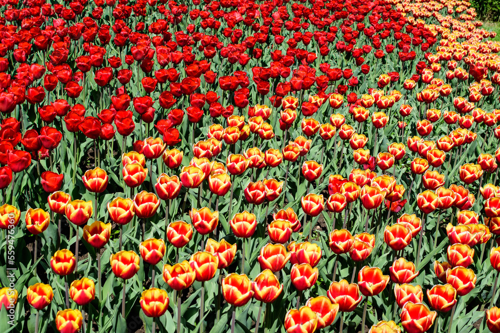 Many delicate vivid red and yellow tulips in full bloom in a sunny spring garden, beautiful outdoor floral background photographed with soft focus