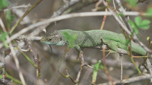 Hand trying to catch green lizard (Lacerta viridis) in a bush