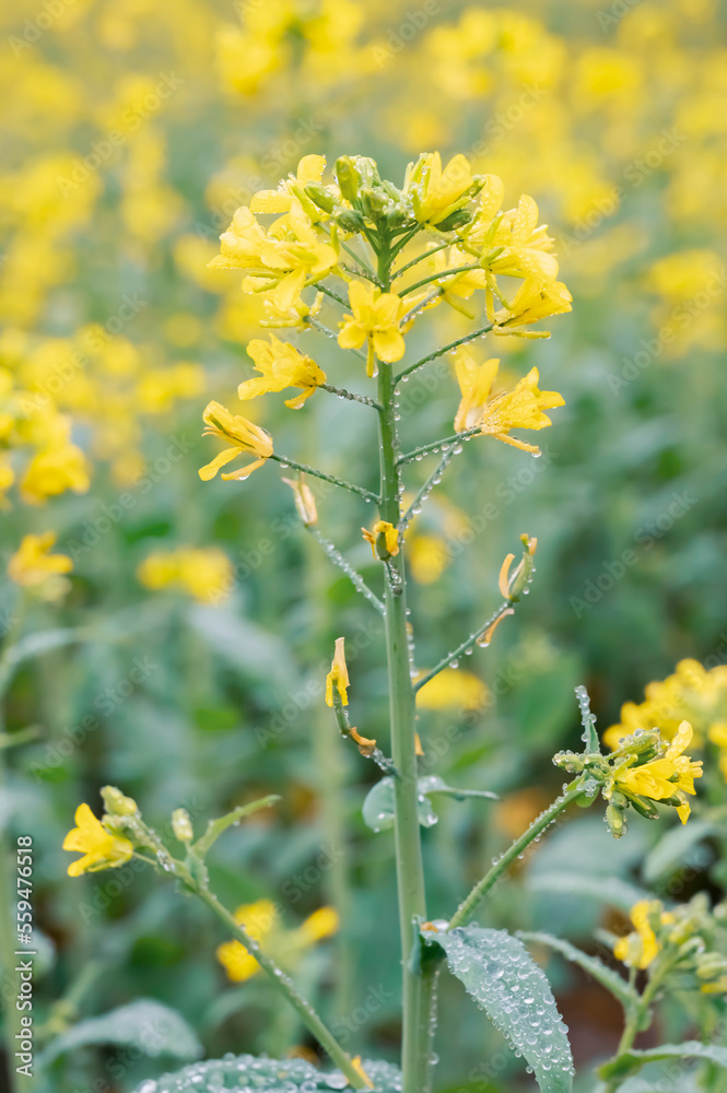 Mist drenched mustard flowers in beautiful gardens Mist drenched mustard flowers in beautiful gardens