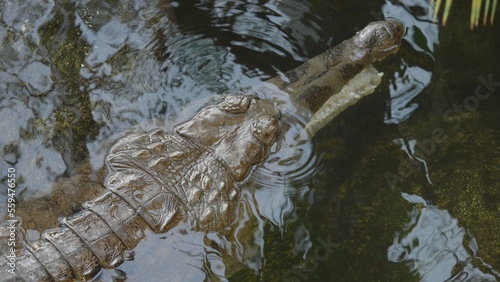 The Malayan false gharial (Tomistoma schlegelii) head in water, top view photo