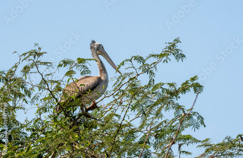 A group of pelicans feeding on fishes in the Cauvery river inside Ranganathittu Bird Sanctuary during a boat ride photo