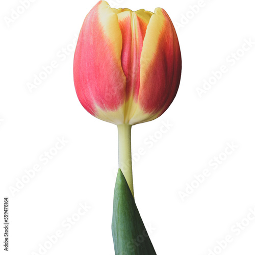 Tulip