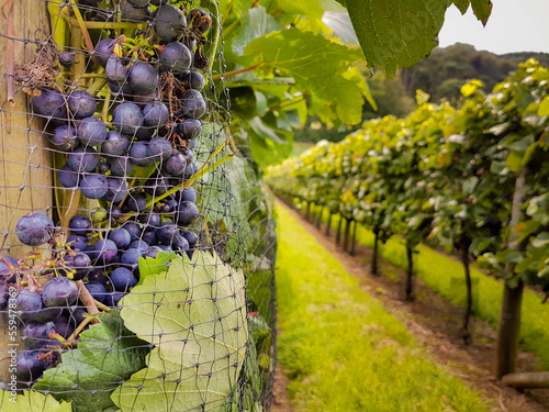 Close up of red grapes (Pinot Noir Precoce) ready for harvesting on a small vineyard