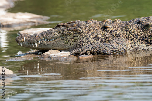 A magar crocodile sun bathing on th ebanks of Cauvery River inside Ranganathittu Bird Sanctuary during a boating.