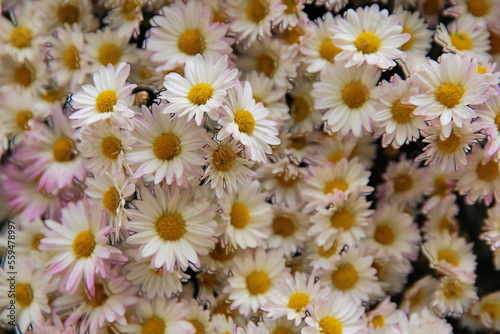 a Pink chrysanthemums with a yellow core on a blurry background close-up.