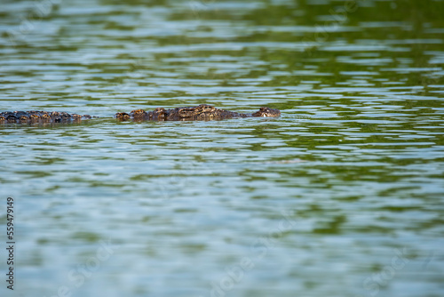 A magar crocodile sun bathing on th ebanks of Cauvery River inside Ranganathittu Bird Sanctuary during a boating. photo