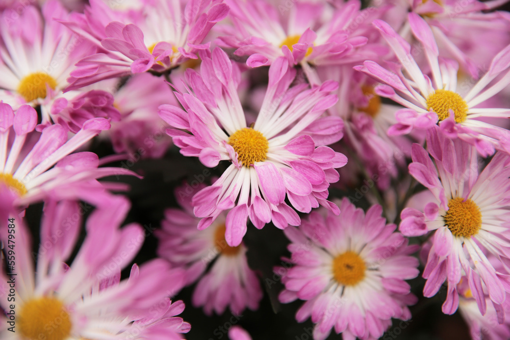 a Pink chrysanthemums with on a blurry background close-up. a Pink chrysanthemums with on a blurry background close-up.