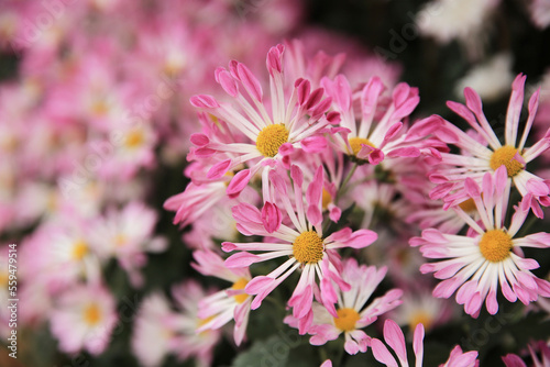 a Pink chrysanthemums with on a blurry background close-up.