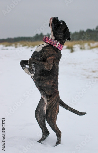 Beautiful brindle boxer dog is standing on its hind legs in snow photo