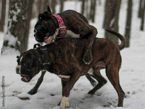 Two brindle boxer dogs are playing outside at Baltic sea beach in snow 