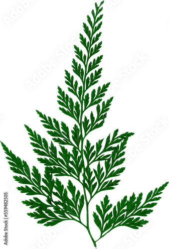 Green Flat Pressed and Dried Isolated Fern Leaves