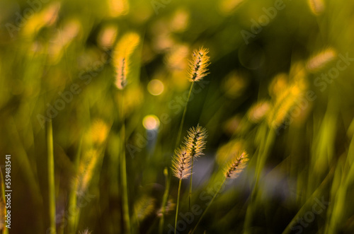 Setaria viridis in the park. © LIU YU SHAN