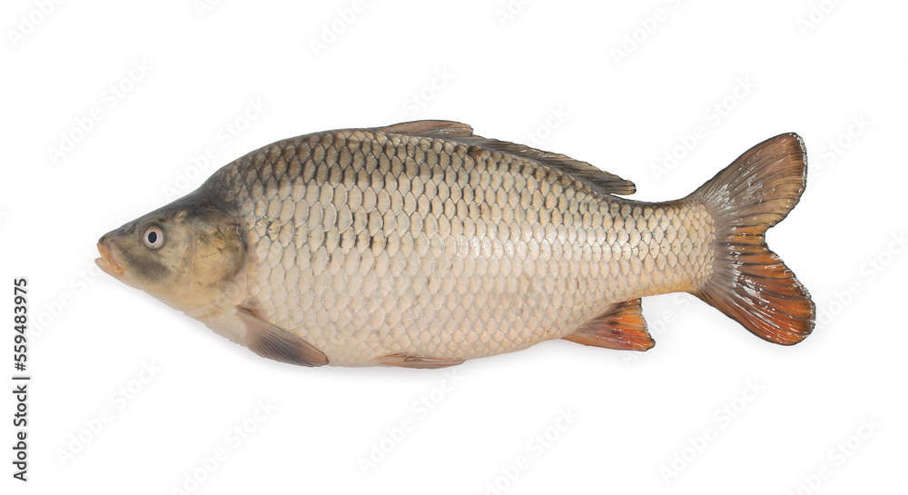 Carp fish isolated on a white background, side view. Carp fish isolated on a white background, side view.