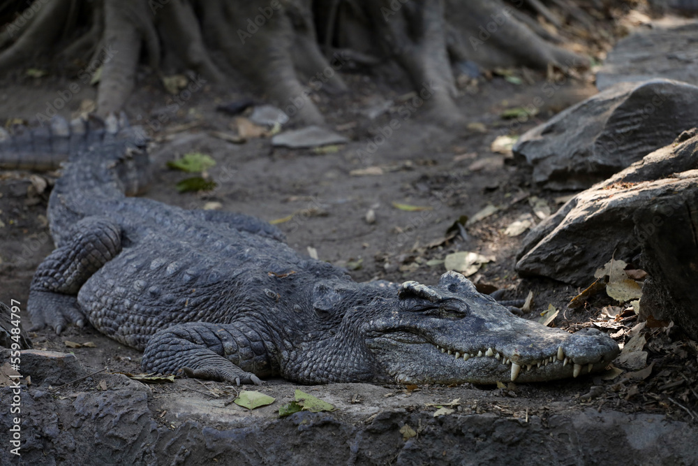 Fototapeta premium The thai crocodile rest on the garden