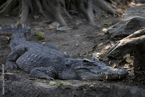 The thai crocodile rest on the garden