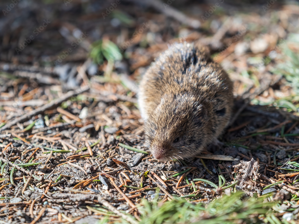 A closeup of a Common vole, Microtus arvalis, on the ground with a blurry background A closeup of a Common vole, Microtus arvalis, on the ground with a blurry background