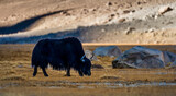 Yak grazing in Ladakh