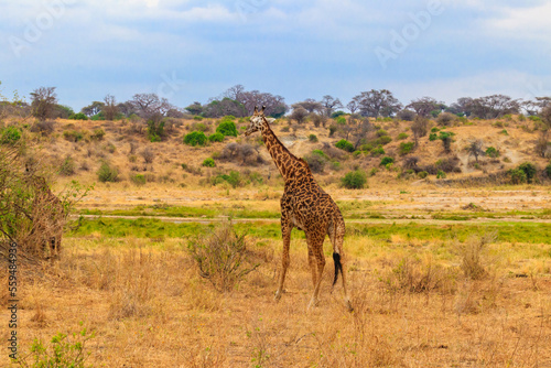 Giraffe in savanna in Tarangire national park in Tanzania. Wild nature of Tanzania  East Africa