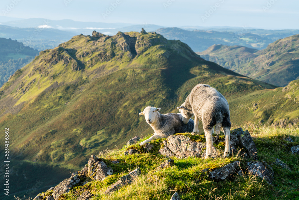 Herdwick sheep in the mountains