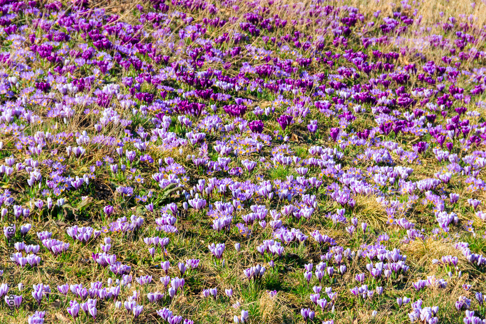 Obraz premium Purple crocus flowers on the lawn at spring