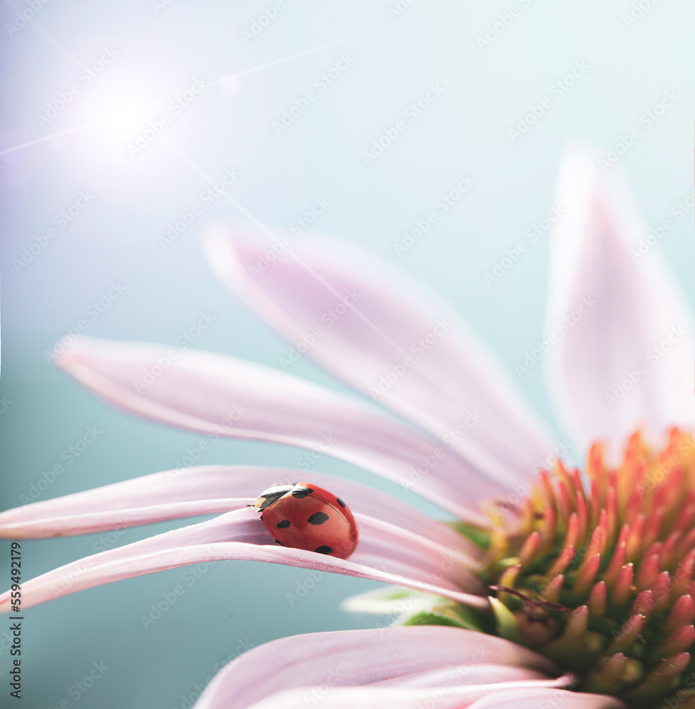 red ladybug on Echinacea flower, ladybird creeps on stem of plant in spring in garden in summer