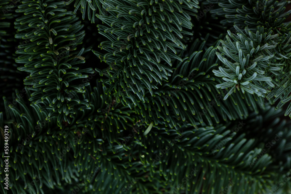Macro branches of nobilis. Green floral background.