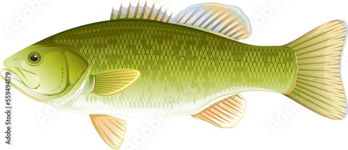 Big realistic freshwater fish smallmouth bass, quality illustration, isolated