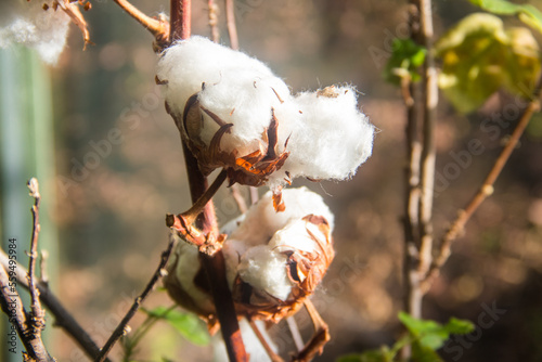 Close-up of the white fluffy cotton flower