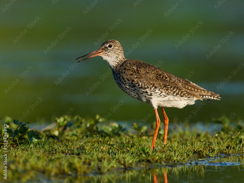 Common redshank (Tringa totanus) Common redshank (Tringa totanus)