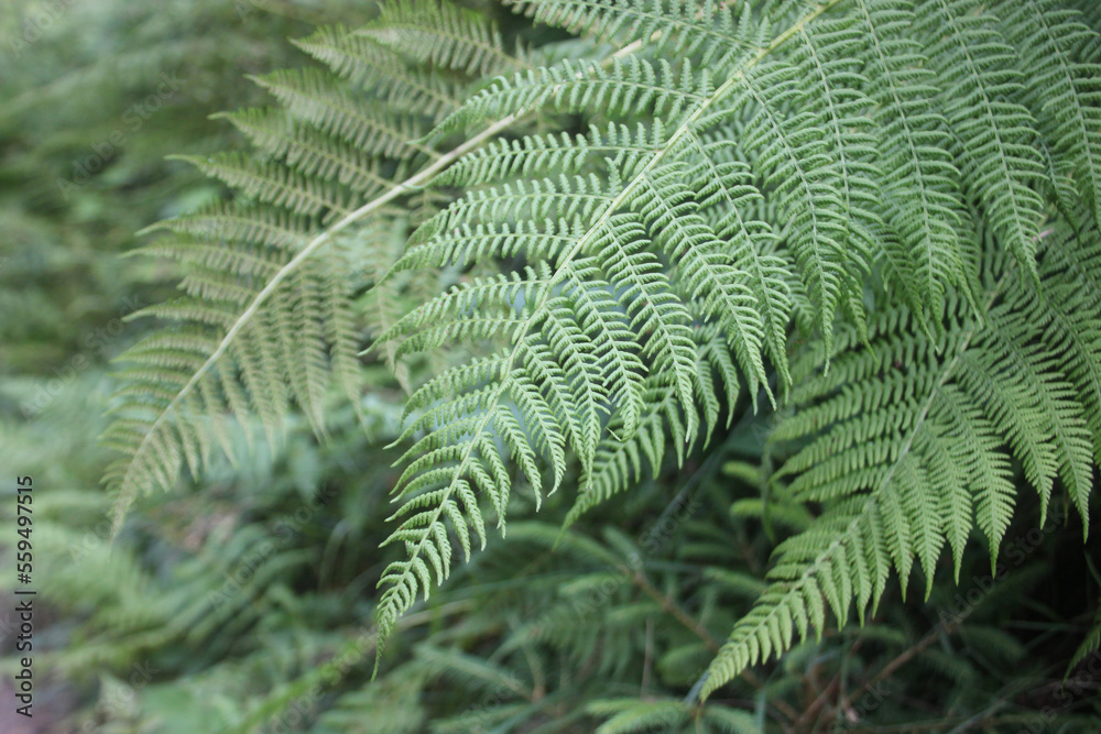 a branch of fern