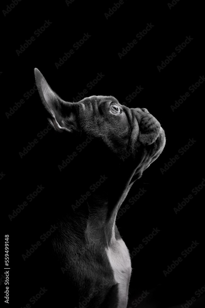 Eine Welpe der französischen Bulldogge. Eine Welpe der französischen Bulldogge.