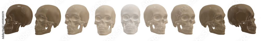 head, human skeleton