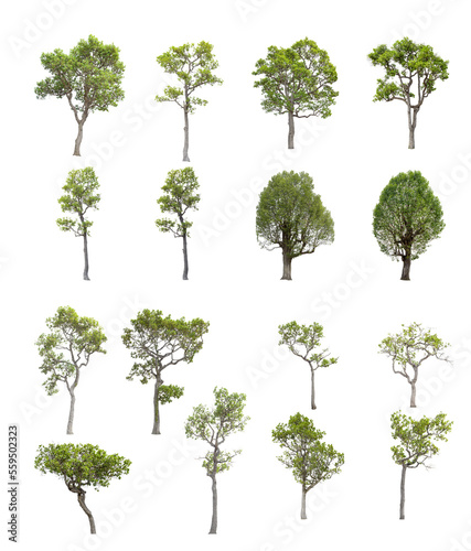 trees on white background isolated file png