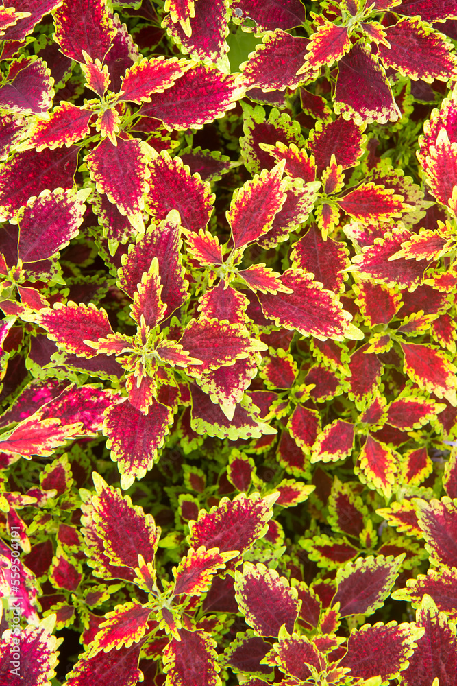 fullframe shoot of colorful leaves pattern Plectranthus scutellarioides, coleus or Miyana or Miana leaves or Coleus Scutellaricides fullframe shoot of colorful leaves pattern Plectranthus scutellarioides, coleus or Miyana or Miana leaves or Coleus Scutellaricides