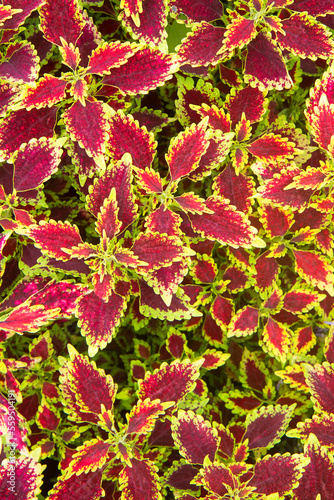 fullframe shoot of  colorful leaves pattern Plectranthus scutellarioides  coleus or Miyana or Miana leaves or Coleus Scutellaricides