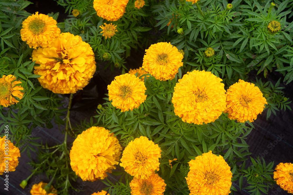 beautiful marigold flower blooming beautiful marigold flower blooming