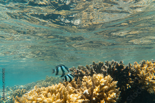 Korallen und im Roten Meer