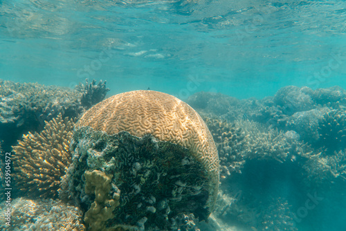 Korallen und im Roten Meer