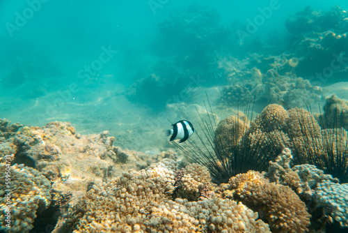 Korallen und im Roten Meer