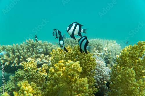 Korallen und im Roten Meer
