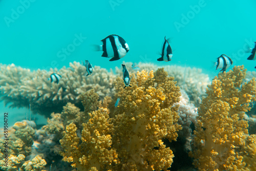 Korallen und im Roten Meer