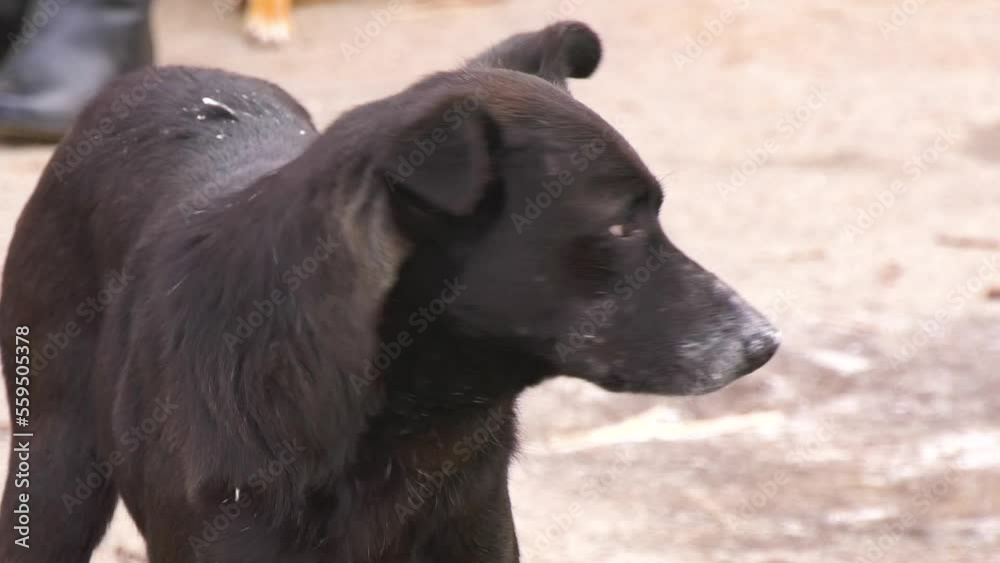 A black stray dog stands on the street and looks around. The concept of protecting homeless animals on the street A black stray dog stands on the street and looks around. The concept of protecting homeless animals on the street