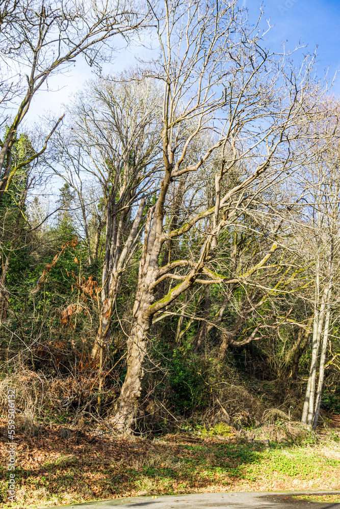 Obraz premium Des Moines Creek Bare Trees