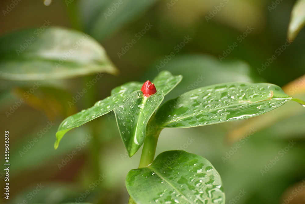 Costus spicatus, also known as spiked spiralflag ginger or Indian head ginger, is a species of herbaceous plant in the Costaceae family Costus spicatus, also known as spiked spiralflag ginger or Indian head ginger, is a species of herbaceous plant in the Costaceae family